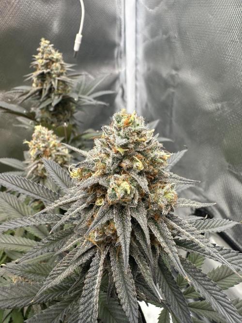 Humboldt Trainwreck x Pistachio. Week 14