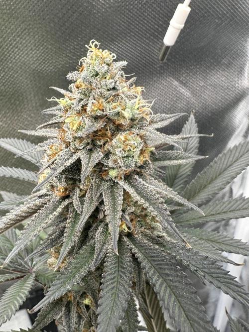 Humboldt Trainwreck x Pistachio. Week 14
