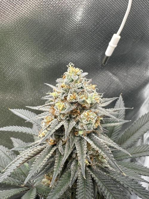 Humboldt Trainwreck x Pistachio. Week 14