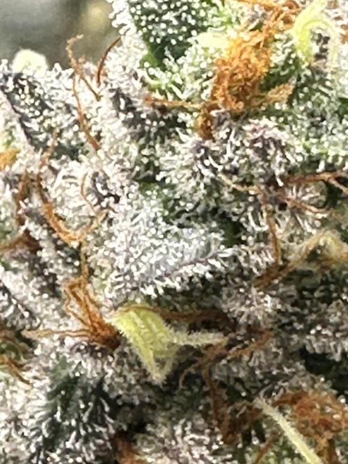 Humboldt Trainwreck x Pistachio. Week 14