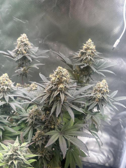 Humboldt Trainwreck x Pistachio. Week 14