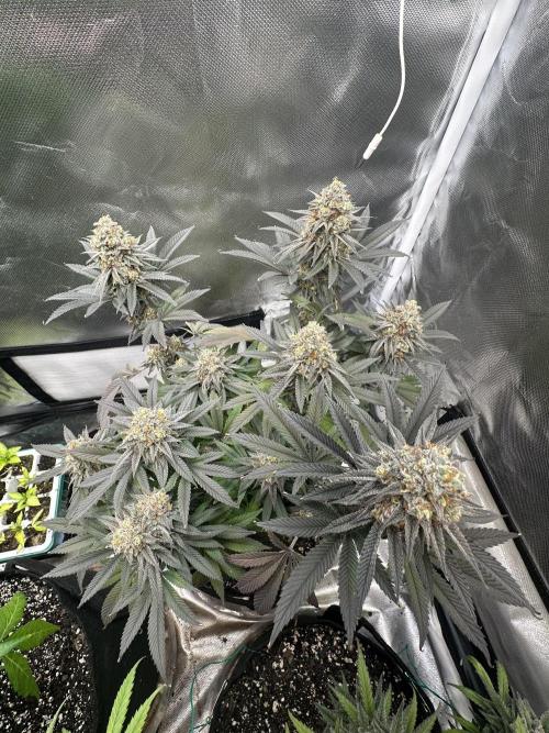 Trainwreck x Pistachio . Week 14