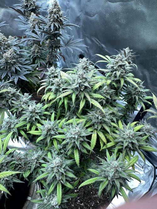 Hey Jealousy. Week 18