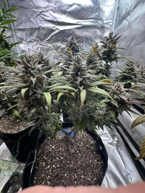 Hey Jealousy. Week 18