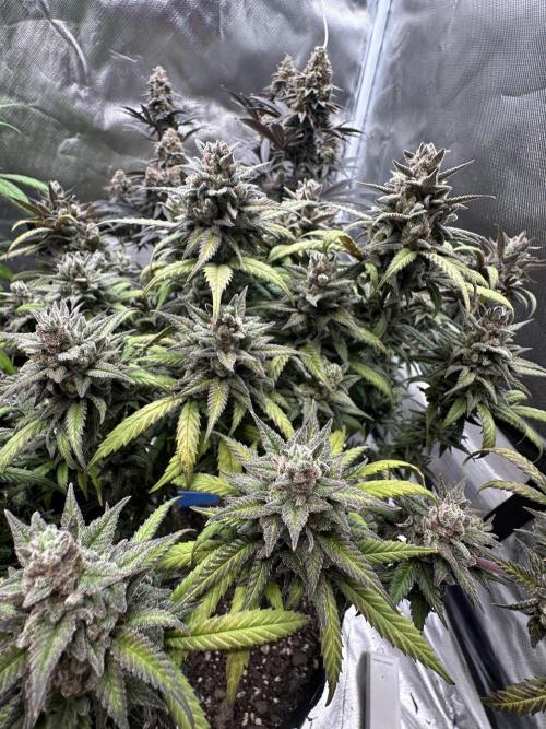 Hey Jealousy. Week 18