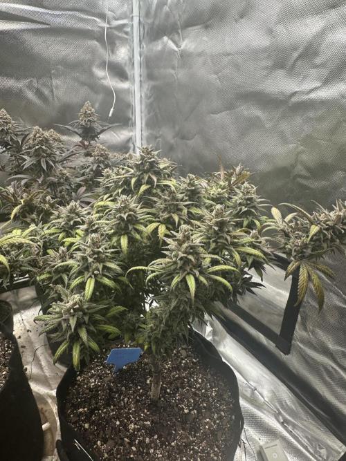 Hey Jealousy. Week 18