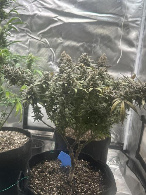Hey Jealousy. Week 18