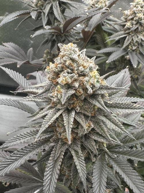 Humboldt Trainwreck x Pistachio. Week 15