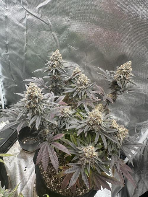 Humboldt Trainwreck x Pistachio. Week 15