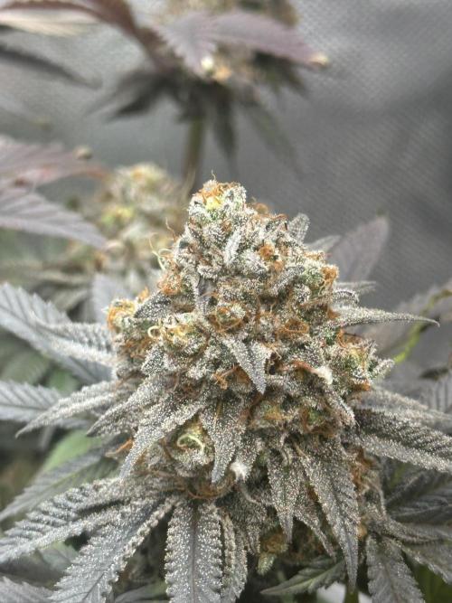 Humboldt Trainwreck x Pistachio. Week 15