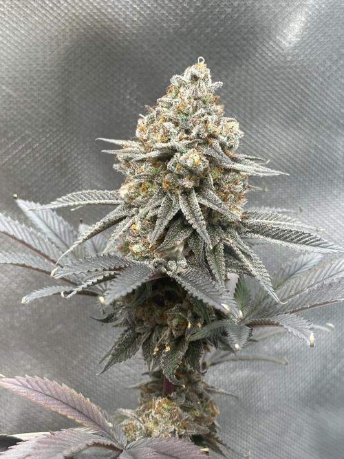 Humboldt Trainwreck x Pistachio. Week 15
