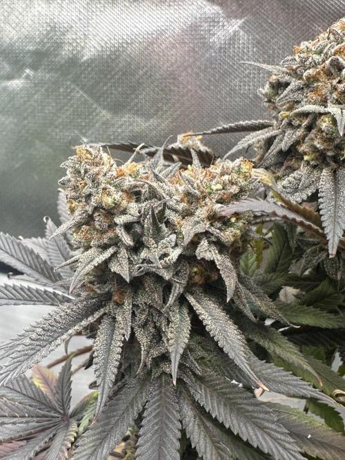 Humboldt Trainwreck x Pistachio. Week 15