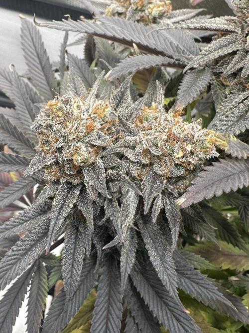 Humboldt Trainwreck x Pistachio. Week 15