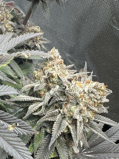 Humboldt Trainwreck x Pistachio. Week 15