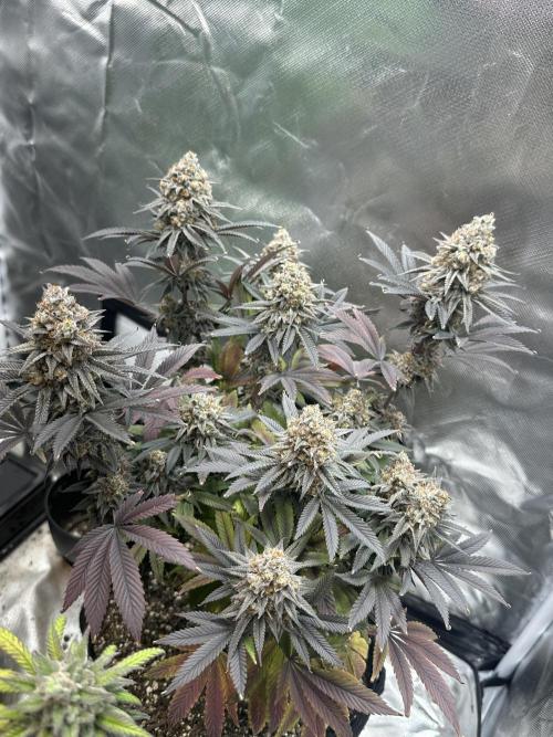 Humboldt Trainwreck x Pistachio. Week 15