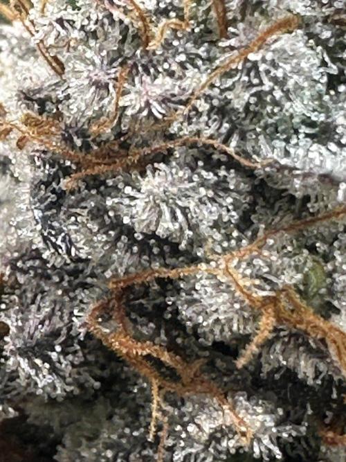 Humboldt Trainwreck x Pistachio. Week 15