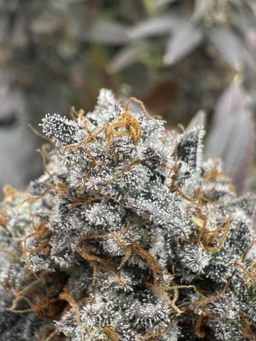 Humboldt Trainwreck x Pistachio. Week 15