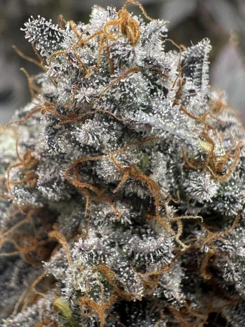 Humboldt Trainwreck x Pistachio. Week 15