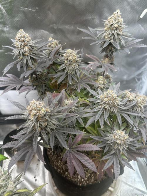 Humboldt Trainwreck x Pistachio. Week 15