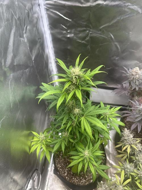 Ghost Train Haze Auto. Week 7