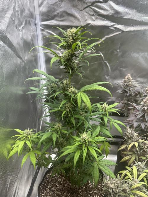Ghost Train Haze Auto. Week 7
