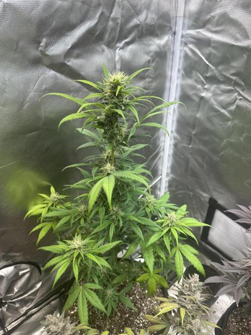 Ghost Train Haze Auto. Week 7