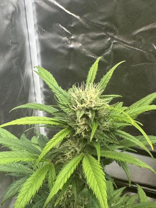 Ghost Train Haze Auto. Week 7