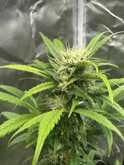 Ghost Train Haze Auto. Week 7