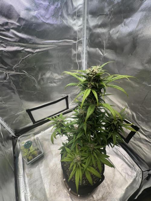 Ghost Train Haze Auto. Week 8