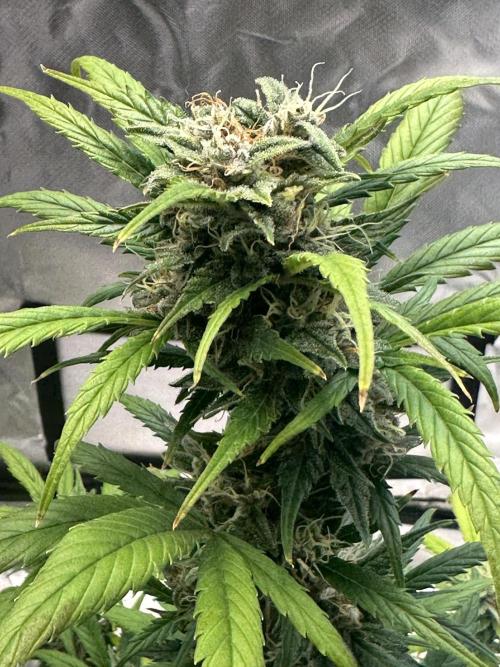 Ghost Train Haze Auto. Week 8