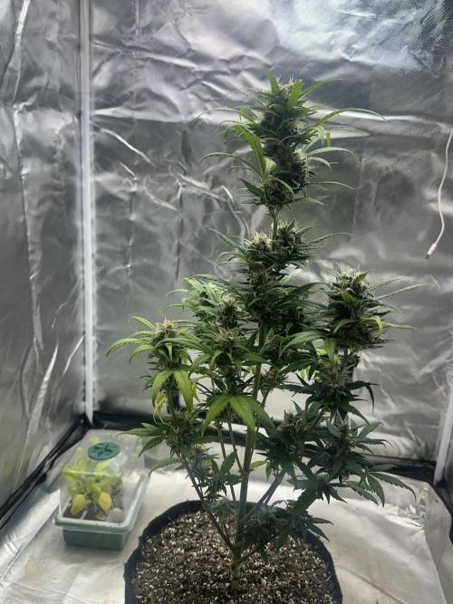 Ghost Train Haze Auto. Week 8