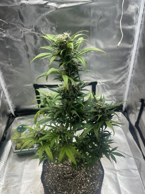 Ghost Train Haze Auto. Week 8