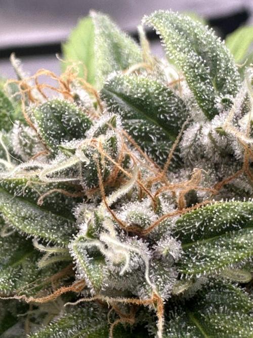 Ghost Train Haze Auto. Week 8