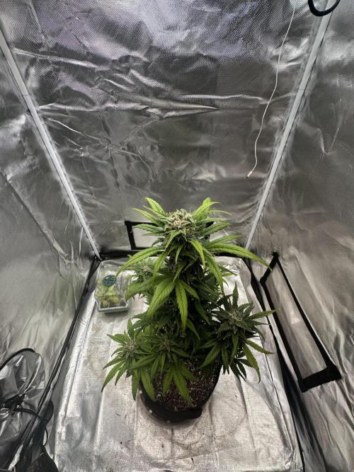 Ghost Train Haze Auto. Week 8