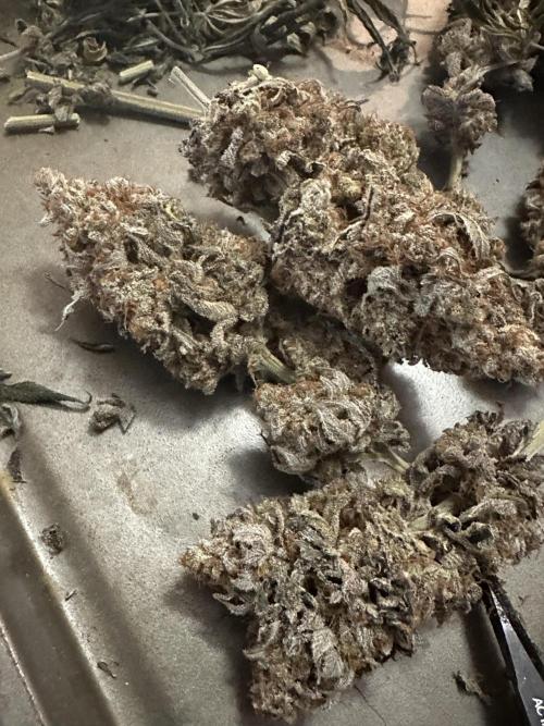 Humboldt Trainwreck x Pistachio. Week 16