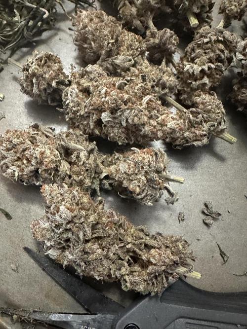 Humboldt Trainwreck x Pistachio. Week 16