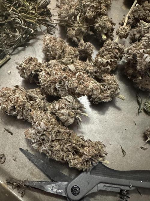 Humboldt Trainwreck x Pistachio. Week 16