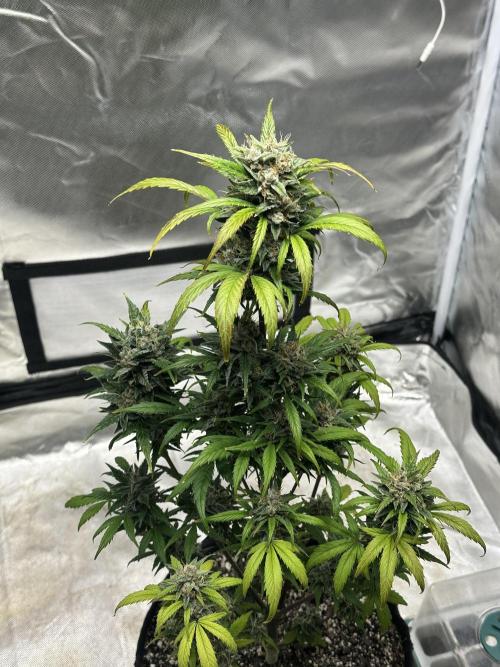 Ghost Train Haze Auto. Week 9