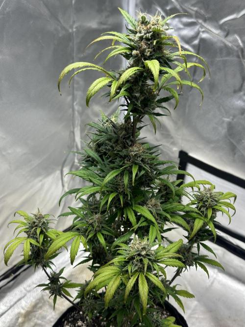 Ghost Train Haze Auto. Week 9