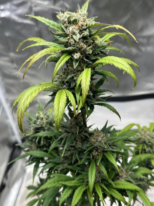 Ghost Train Haze Auto. Week 9