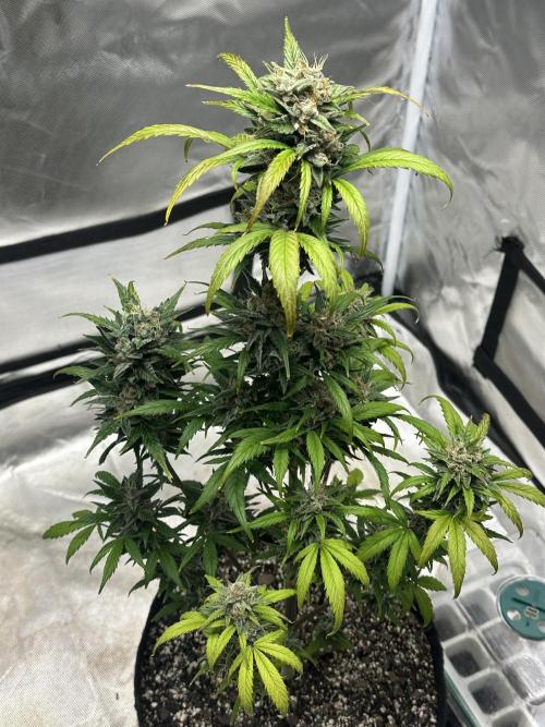 Ghost Train Haze Auto. Week 9