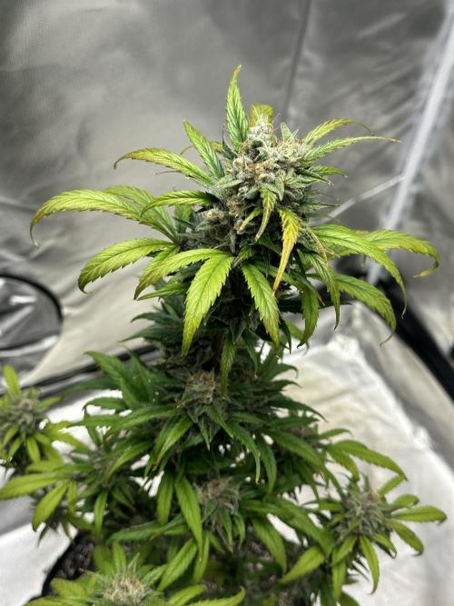 Ghost Train Haze Auto. Week 9