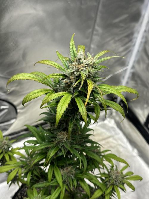 Ghost Train Haze Auto. Week 9