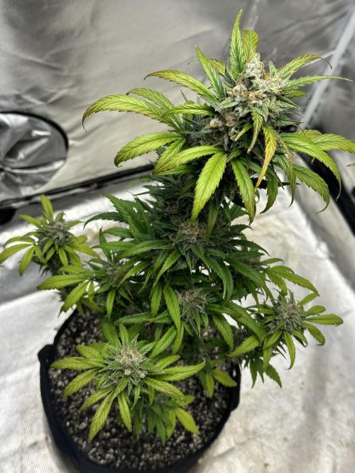 Ghost Train Haze Auto. Week 9