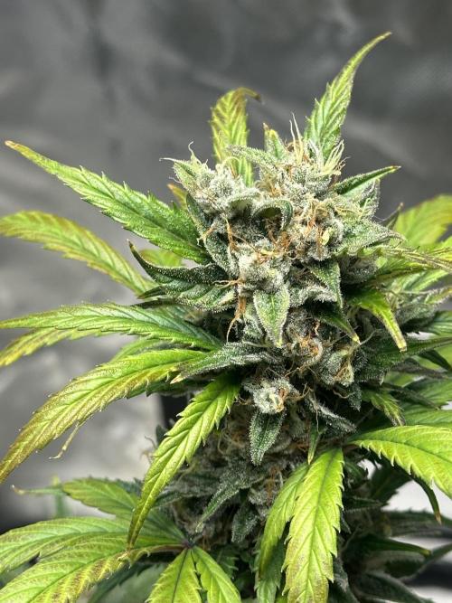 Ghost Train Haze Automatic. Week 9