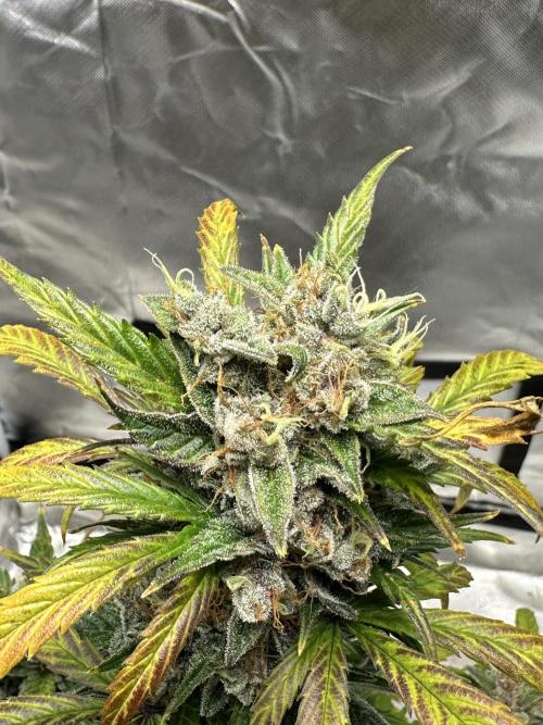 Ghost Train Haze Auto. Week 10