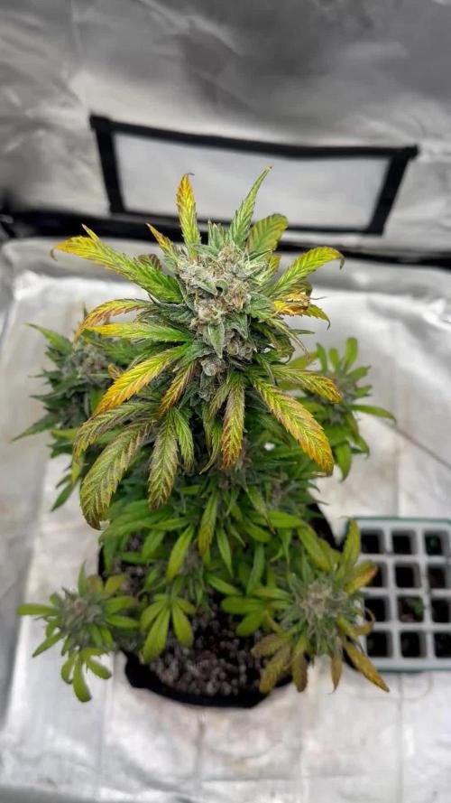 Ghost Train Haze Auto