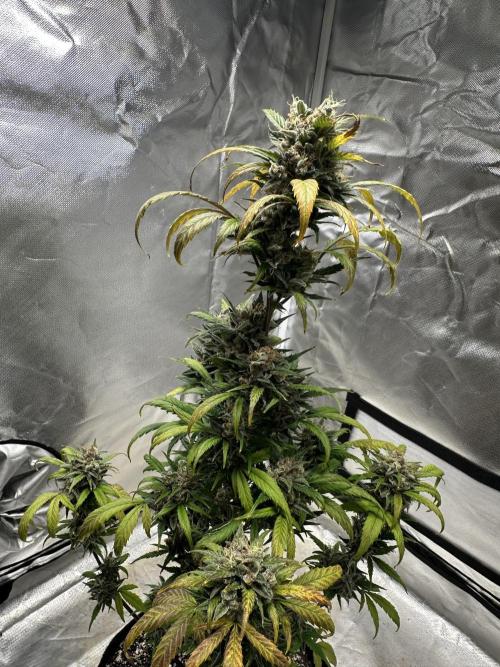 Ghost Train Haze Auto. Week 10