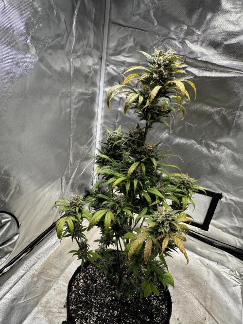 Ghost Train Haze Auto. Week 10