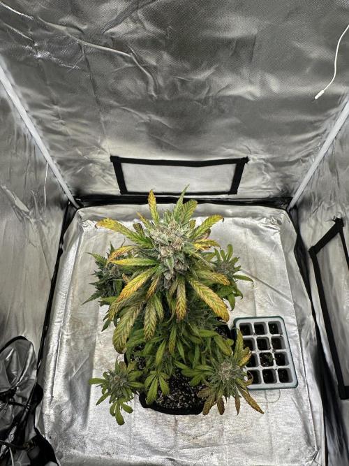 Ghost Train Haze Auto. Week 10